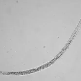 thumbnail for publication: Guava Root-Knot Nematode or Pacara Earpod Root-Knot Nematode Meloidogyne enterolobii (Yang and Eisenback, 1983) (Nematoda: Chromadorea: Rhabditida: Tylenchina: Tylenchomorpha: Tylenchoidea: Meloidogynidae)